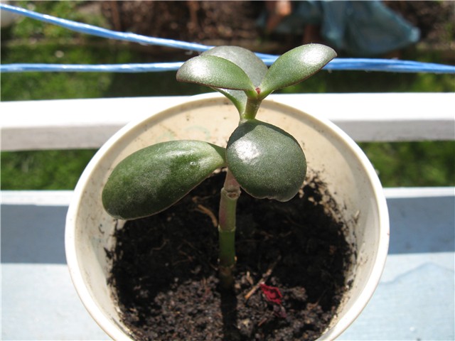 Crassula ovata sadnica